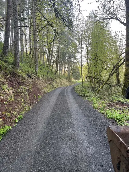 Finished gravel road winding through the woods