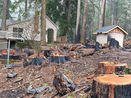 Burned tree stumps and logs on the lot near a house
